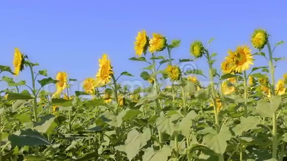 向日葵的田野农作物种植概况视频的预览图