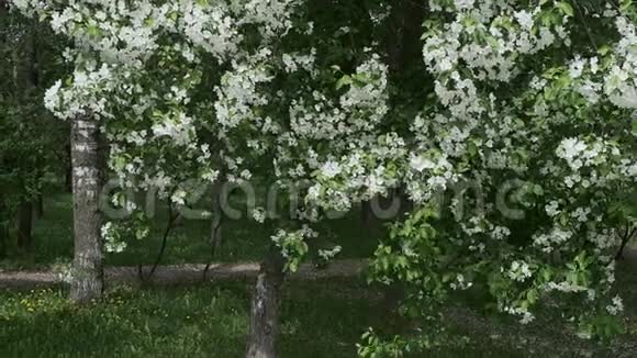 春天的苹果花园在风中摇曳视频的预览图