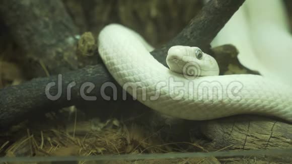 白蛇躺在树枝上视频的预览图