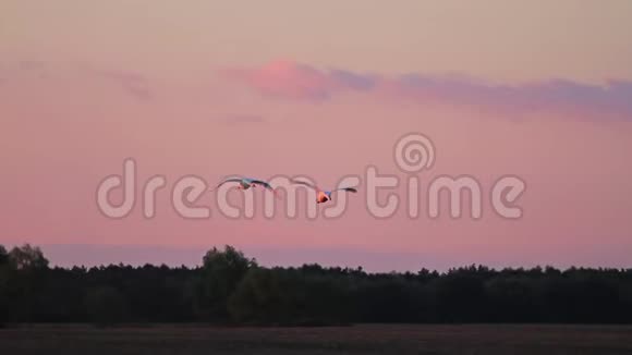 一对天鹅在日落时飞得很快视频的预览图