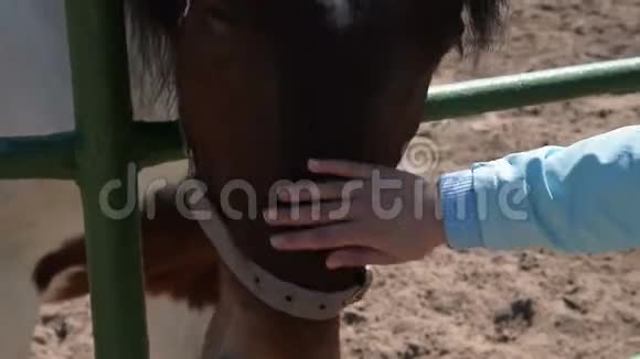 女孩抚摸一匹马视频的预览图