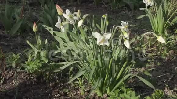 美丽的花朵水仙花在日落的花坛里生长视频的预览图