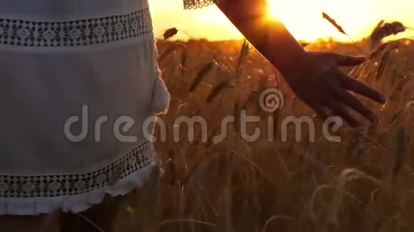 一个穿着白色连衣裙的女孩正沿着麦田走着抚摸着夕阳背景上的麦穗视频的预览图