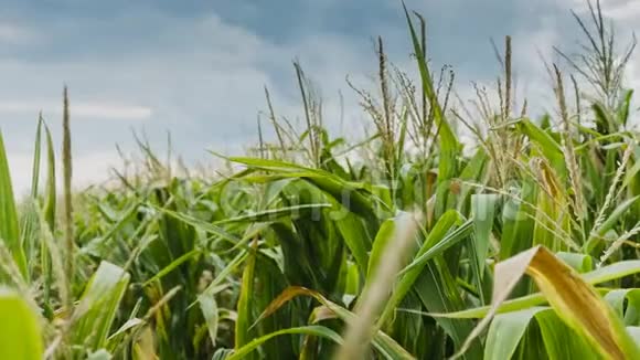 阴天时美丽的玉米田视频的预览图
