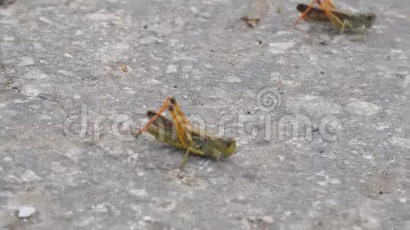 蝗虫在柏油路上爬行蝗虫入侵视频的预览图