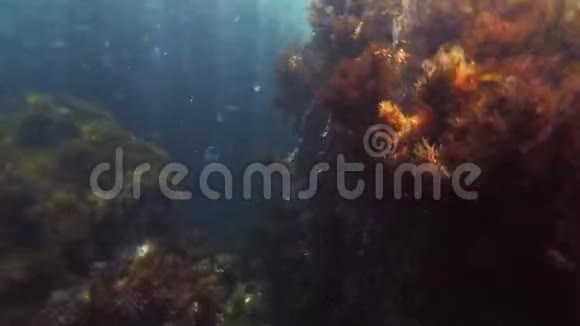 海中鱼水母和藻类在水下潜泳视频的预览图