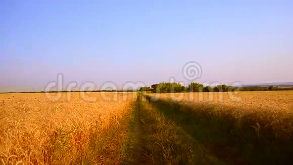 黄色麦田路穿过成熟小麦的金色田野视频的预览图