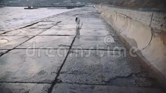 日落时分一只孤独的哈士奇狗在暴风雨中走在海边失去的宠物慢动作视频的预览图