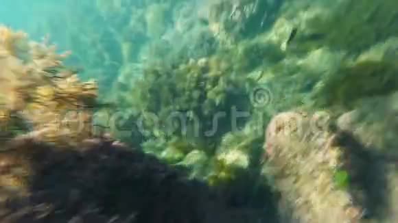在海中与鱼水母在暗礁之间游动视频的预览图
