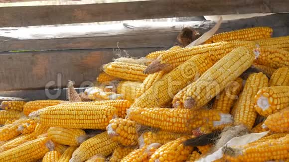 雄性手在谷仓里摸了很多成熟的黄色玉米玉米的收获农业生产视频的预览图