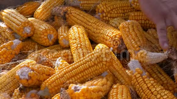 雄性手在谷仓里摸了很多成熟的黄色玉米玉米的收获农业生产视频的预览图