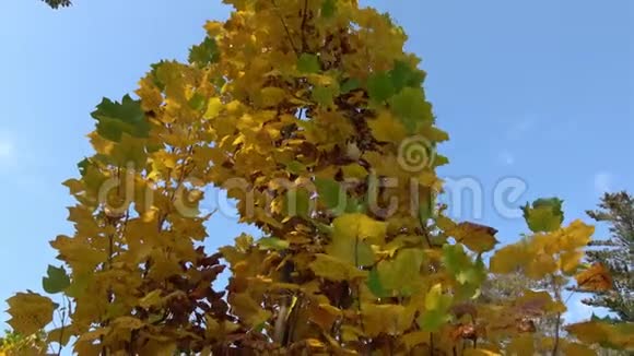 秋天公园里的大树秋天的树和树叶视频的预览图