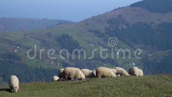 多雾的草地上的羊群视频的预览图