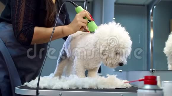 兽医在兽医诊所用剪发器修剪一只BichonFrise狗视频的预览图
