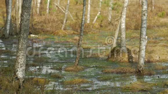 早春时节在水中用直立的无叶树拍打沼泽视频的预览图