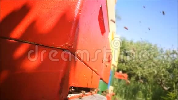 蜜蜂在蜂巢中的强烈飞行活动视频的预览图