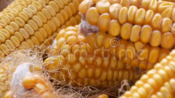 谷仓里有许多成熟的黄色玉米头玉米收获后的玉米农业生产近景视频的预览图