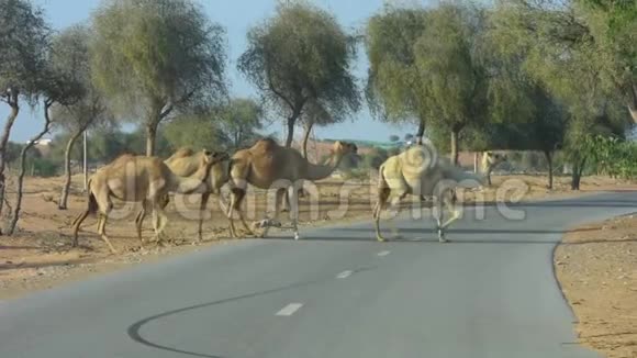 骆驼越野小心骆驼赛道附近的松散骆驼视频的预览图