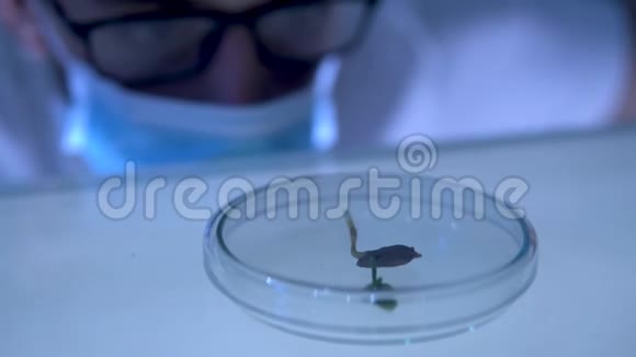 微生物实验室培养皿中种子发芽的科学家研究视频的预览图