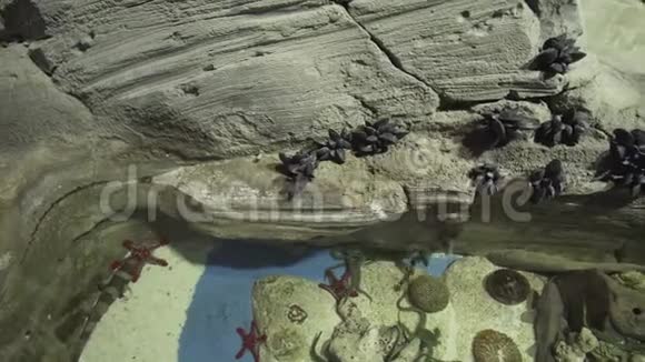 美丽的水族馆河上的居民装饰着人造石头的股票录像视频的预览图