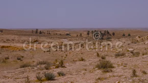 撒哈拉沙漠上空的薄雾天空背景上的棕榈树和沙漠植物视频的预览图