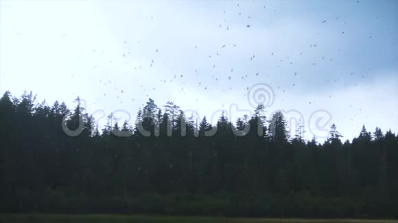 欧洲燕子在湖上捕食昆虫慢动作视频的预览图