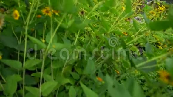 向日葵和其他花卉的特写镜头视频的预览图