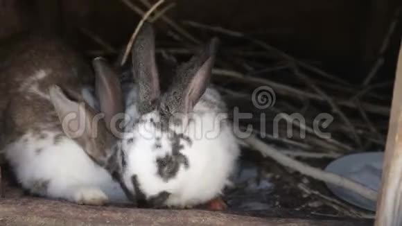 一群兔子在吃食物视频的预览图
