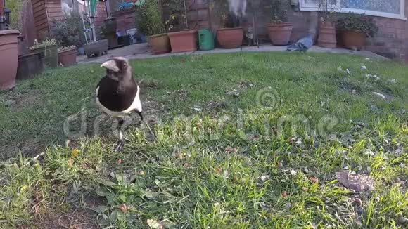 喜鹊和野鸽在城市住宅花园里觅食视频的预览图