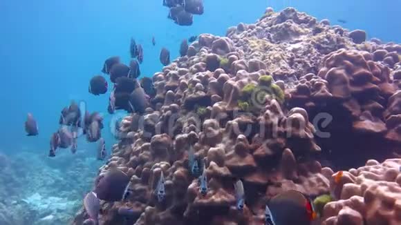 有珊瑚和鱼的水下世界视频的预览图