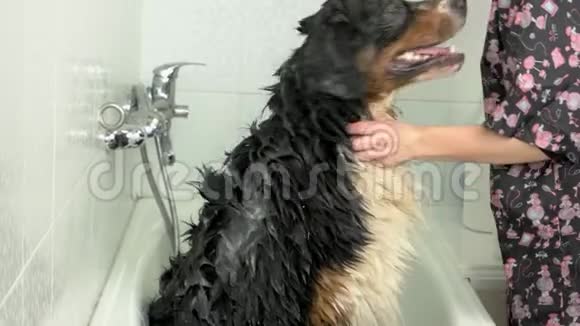 大狗洗澡视频的预览图