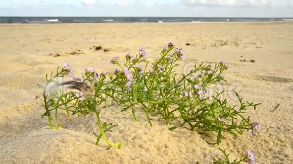 波罗的海海滩上的海薰衣草视频的预览图
