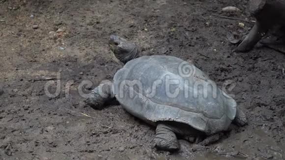 亚洲的小海龟吃蔬菜看着视频的预览图