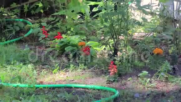 花洒浇灌过生的春天花园视频的预览图