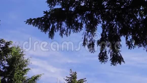 在蓝天的映衬下一棵棵松树视频的预览图