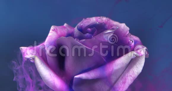 五颜六色的水滴在蓝色背景下的美丽玫瑰上蔓延特写视频的预览图