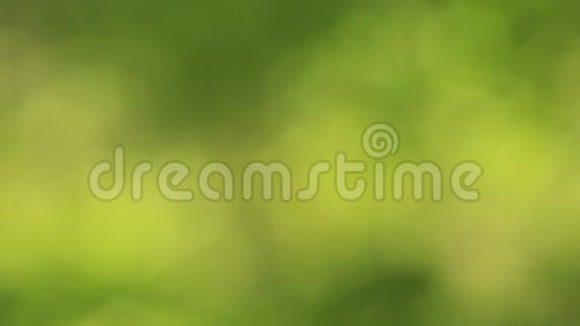 博克森林树枝绿色软视频背景视频的预览图