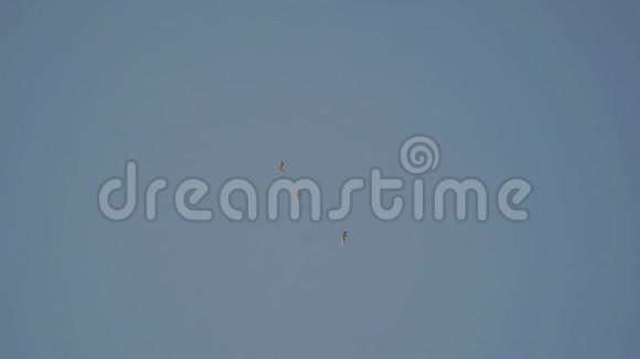三只白鸟在天空中飞翔视频的预览图