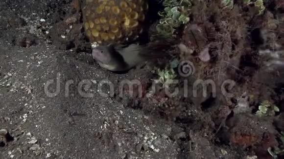米色海鳗金胸祖鲁海珊瑚中的2个视频的预览图