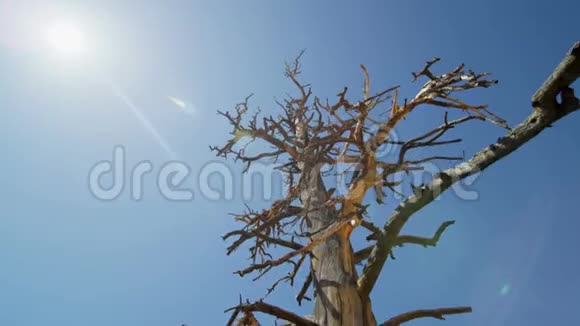 在炎热的太阳下死去的沙漠树视频的预览图