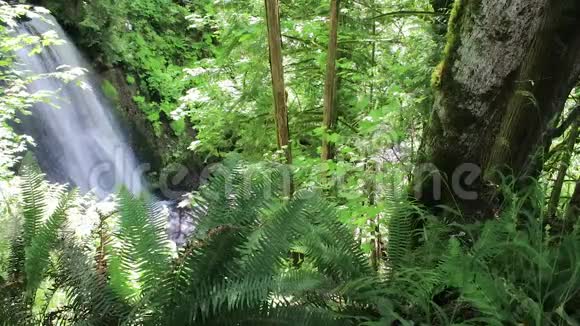 森林中的大瀑布把水滴到较低的水池视频的预览图