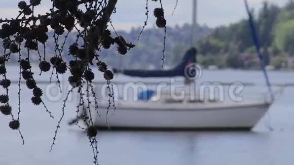 背景中装有帆船的松果小群视频的预览图