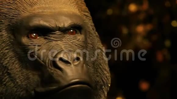 大猩猩脑袋暗背景视频的预览图
