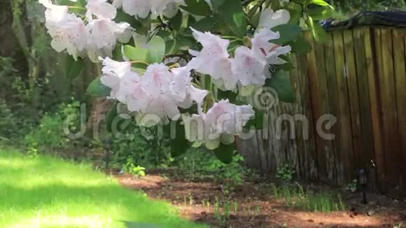 洒水车在院子里浇灌盛开的灌木视频的预览图