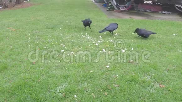 乌鸦在一个商队公园里吃废料视频的预览图