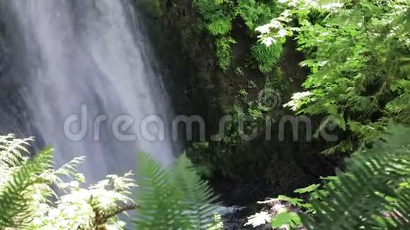 森林瀑布周围的枫树和蕨类植物视频的预览图