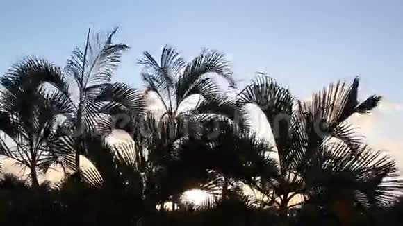 傍晚海滩棕榈树视频的预览图