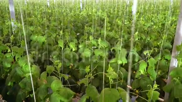 大温室黄瓜的高视角视频的预览图