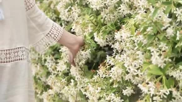 女性手抚摸白花享受大自然夏季时间概念视频的预览图