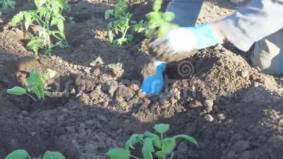 在土壤中种植番茄幼苗视频的预览图